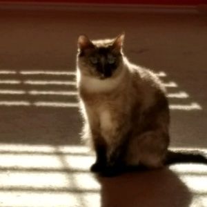 Meet your Posher, Ava